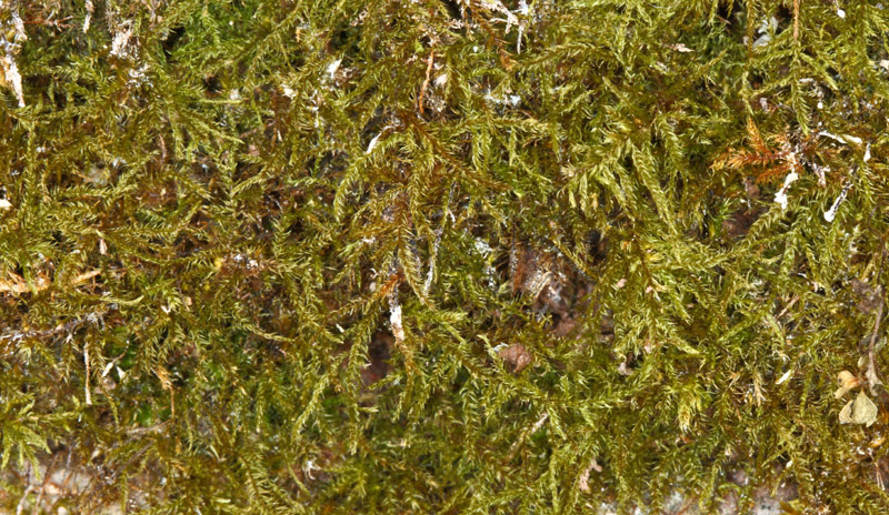 Hygroamblystegium varium var. varium